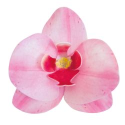 Dekora Wafer Paper Flower Orchids Pink 8,5x7,5cm - Set/10