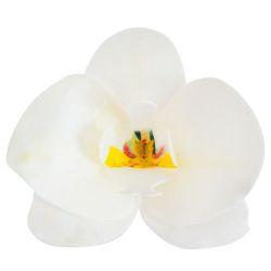 Dekora Wafer Paper Flower Orchids White 8,5x7,5cm - Set/10